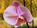 Orchidea.15